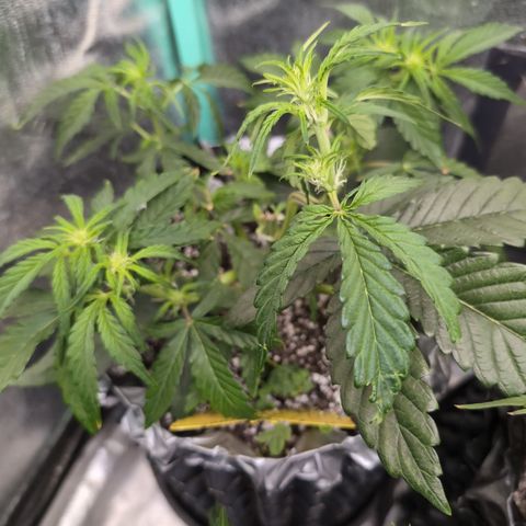 Donna- NH Nuclear Stardawg (74), 22% Sativa, 150g wet/29 dry growlog timeline photo