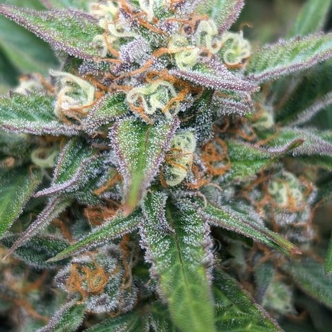 Frannie- BB Fat Bastard (90), Hybrid, 30-38%, 312 wet/57 dry growlog timeline photo