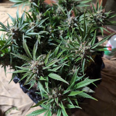 Frannie- BB Fat Bastard (90), Hybrid, 30-38%, 312 wet/57 dry growlog timeline photo