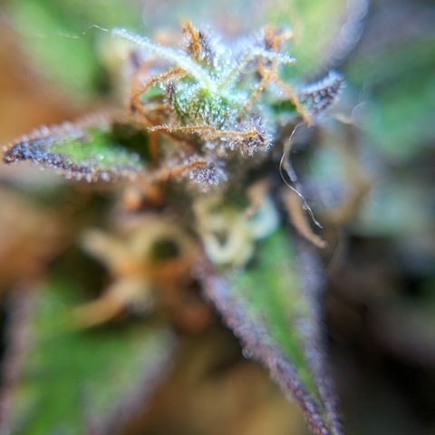 Frannie- BB Fat Bastard (90), Hybrid, 30-38%, 312 wet/57 dry growlog timeline photo