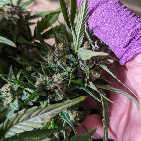 Frannie- BB Fat Bastard (90), Hybrid, 30-38%, 312 wet/57 dry growlog timeline photo