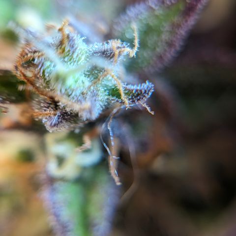Frannie- BB Fat Bastard (90), Hybrid, 30-38%, 312 wet/57 dry growlog timeline photo