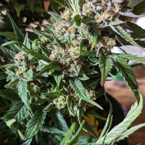 Frannie- BB Fat Bastard (90), Hybrid, 30-38%, 312 wet/57 dry growlog timeline photo
