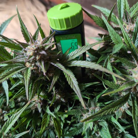 Frannie- BB Fat Bastard (90), Hybrid, 30-38%, 312 wet/57 dry growlog timeline photo