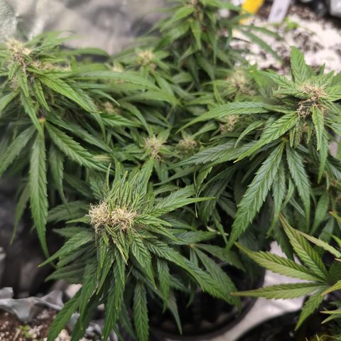 Anita-NH ATF (73), 13-27%, Sativa 149g wet/25g dry growlog photo: Too many leaves. I'll trim when I water next. 
Wow!
