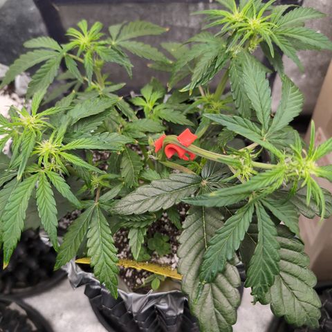 Donna- NH Nuclear Stardawg (74), 22% Sativa, 150g wet/29 dry growlog timeline photo