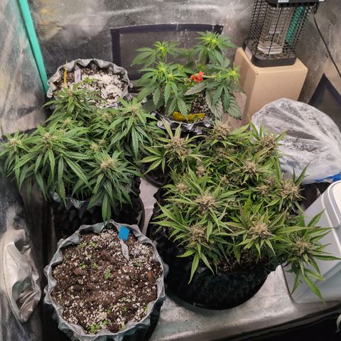 Donna- NH Nuclear Stardawg (74), 22% Sativa, 150g wet/29 dry growlog timeline photo