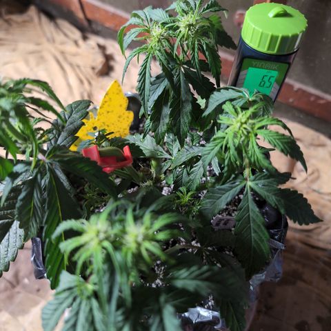 Donna- NH Nuclear Stardawg (74), 22% Sativa, 150g wet/29 dry growlog timeline photo