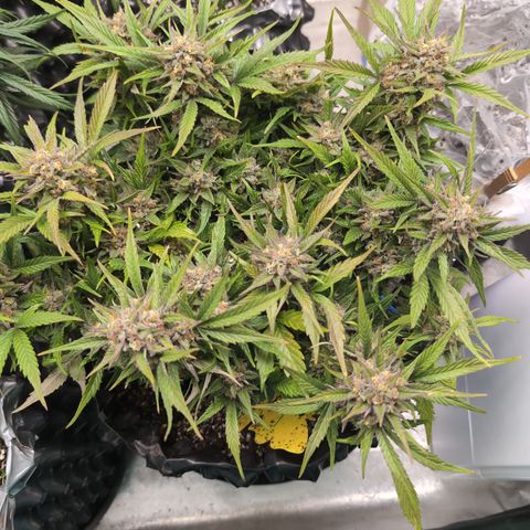 Frannie- BB Fat Bastard (90), Hybrid, 30-38%, 312 wet/57 dry growlog timeline photo