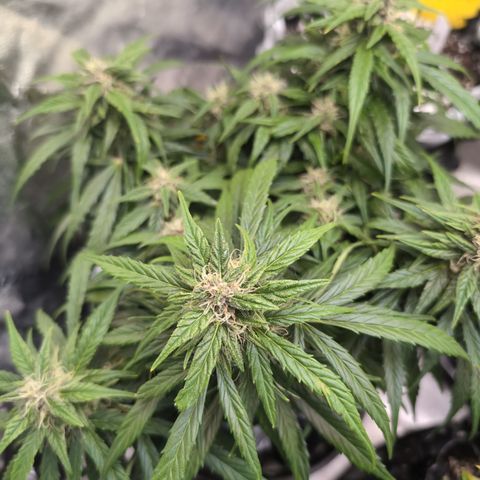 Anita-NH ATF (73), 13-27%, Sativa 149g wet/25g dry growlog timeline photo