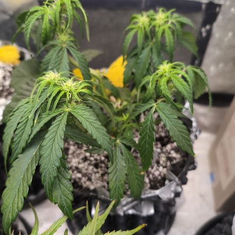 Donna- NH Nuclear Stardawg (74), 22% Sativa, 150g wet/29 dry growlog timeline photo