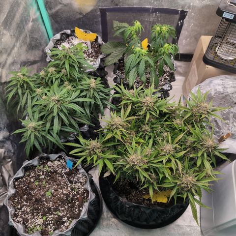 Donna- NH Nuclear Stardawg (74), 22% Sativa, 150g wet/29 dry growlog timeline photo