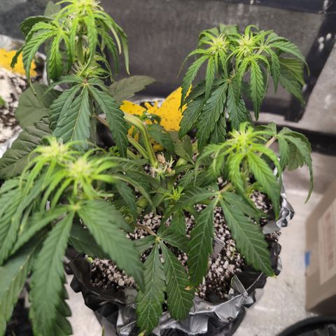 Donna- NH Nuclear Stardawg (74), 22% Sativa, 150g wet/29 dry growlog timeline photo