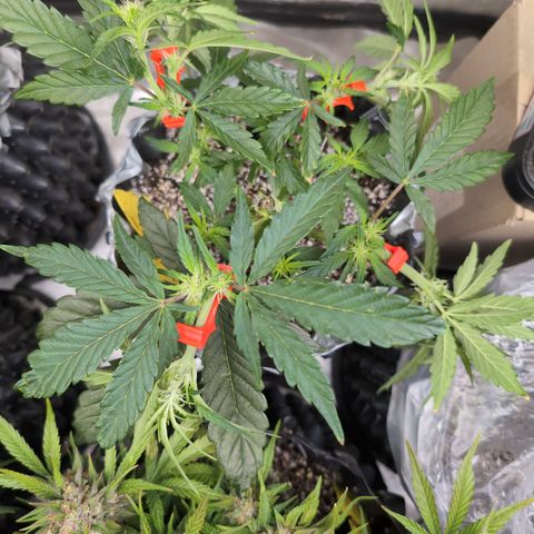 Donna- NH Nuclear Stardawg (74), 22% Sativa, 150g wet/29 dry growlog timeline photo