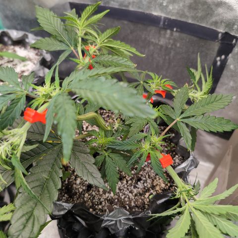 Donna- NH Nuclear Stardawg (74), 22% Sativa, 150g wet/29 dry growlog timeline photo
