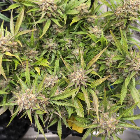 Frannie- BB Fat Bastard (90), Hybrid, 30-38%, 312 wet/57 dry growlog photo: Short and corncobby