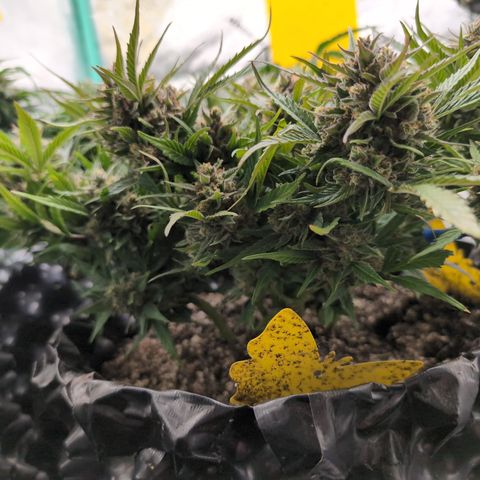 Frannie- BB Fat Bastard (90), Hybrid, 30-38%, 312 wet/57 dry growlog photo: Short and corncobby