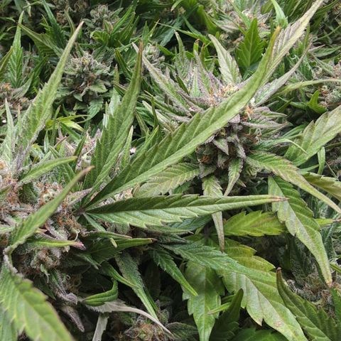 Frannie- BB Fat Bastard (90), Hybrid, 30-38%, 312 wet/57 dry growlog photo: Short and corncobby