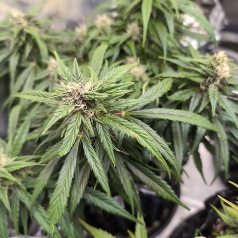 Anita-NH ATF (73), 13-27%, Sativa 149g wet/25g dry growlog photo: Still needs a clip 