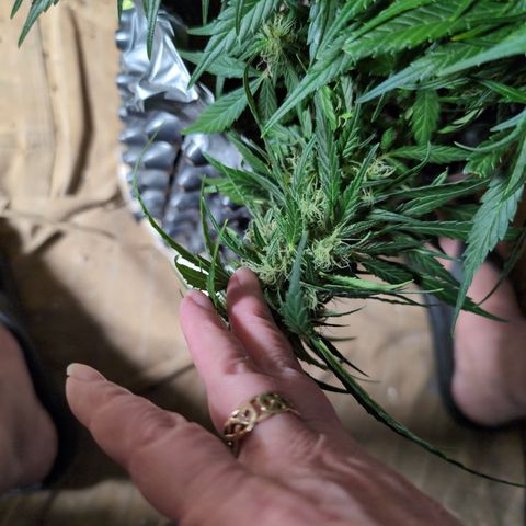 Anita-NH ATF (73), 13-27%, Sativa 149g wet/25g dry growlog timeline photo