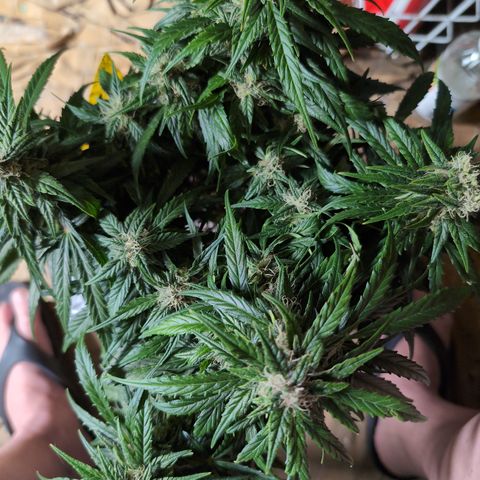 Anita-NH ATF (73), 13-27%, Sativa 149g wet/25g dry growlog timeline photo