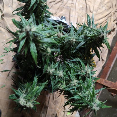 Anita-NH ATF (73), 13-27%, Sativa 149g wet/25g dry growlog photo: Can you tell? 😆