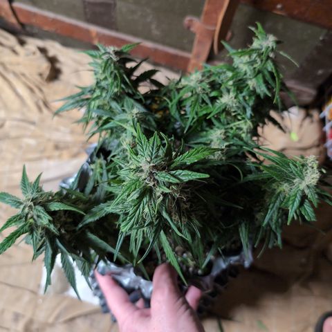 Anita-NH ATF (73), 13-27%, Sativa 149g wet/25g dry growlog photo: Can you tell? 😆