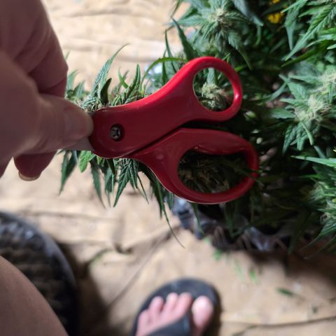 Anita-NH ATF (73), 13-27%, Sativa 149g wet/25g dry growlog timeline photo