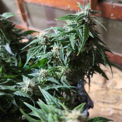 Anita-NH ATF (73), 13-27%, Sativa 149g wet/25g dry growlog timeline photo