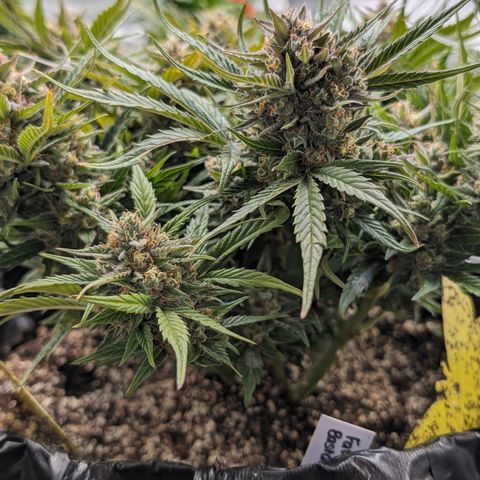 Frannie- BB Fat Bastard (90), Hybrid, 30-38%, 312 wet/57 dry growlog timeline photo