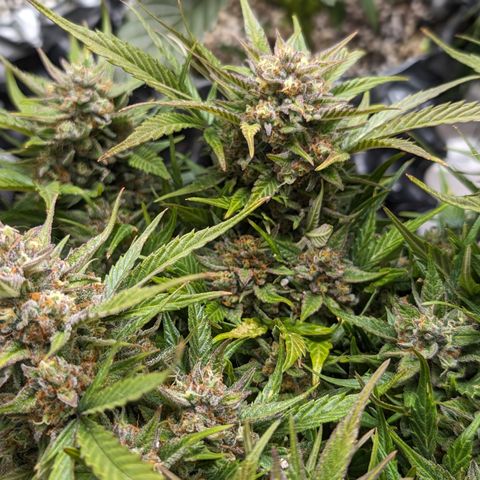 Frannie- BB Fat Bastard (90), Hybrid, 30-38%, 312 wet/57 dry growlog timeline photo