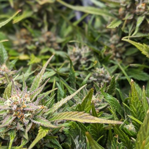 Frannie- BB Fat Bastard (90), Hybrid, 30-38%, 312 wet/57 dry growlog timeline photo