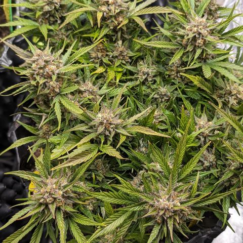 Frannie- BB Fat Bastard (90), Hybrid, 30-38%, 312 wet/57 dry growlog timeline photo