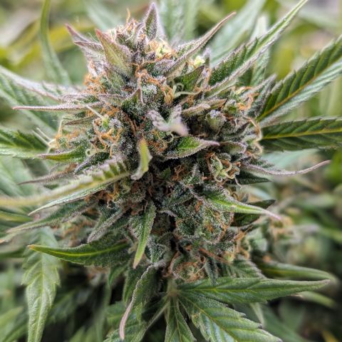 Frannie- BB Fat Bastard (90), Hybrid, 30-38%, 312 wet/57 dry growlog timeline photo