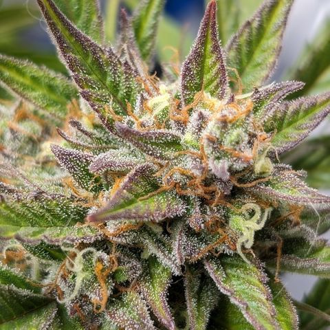Frannie- BB Fat Bastard (90), Hybrid, 30-38%, 312 wet/57 dry growlog timeline photo