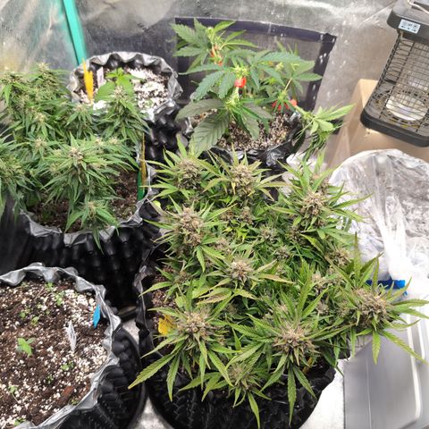Donna- NH Nuclear Stardawg (74), 22% Sativa, 150g wet/29 dry growlog timeline photo