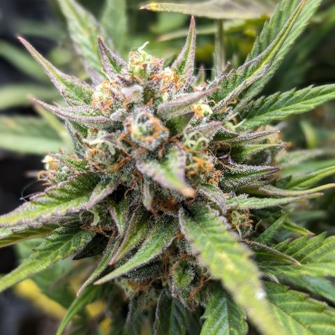 Frannie- BB Fat Bastard (90), Hybrid, 30-38%, 312 wet/57 dry growlog timeline photo