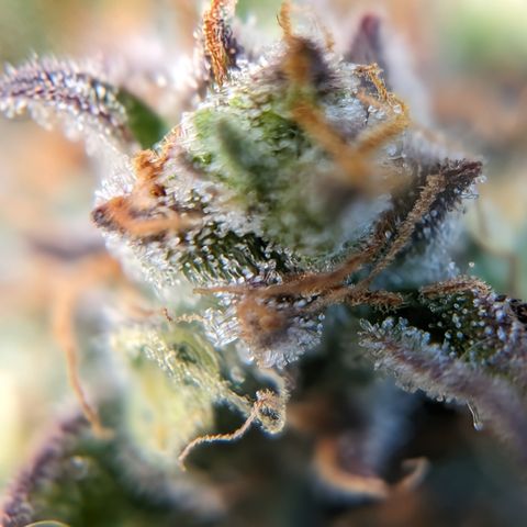 Frannie- BB Fat Bastard (90), Hybrid, 30-38%, 312 wet/57 dry growlog timeline photo
