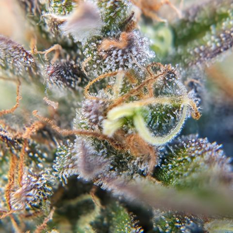 Frannie- BB Fat Bastard (90), Hybrid, 30-38%, 312 wet/57 dry growlog timeline photo