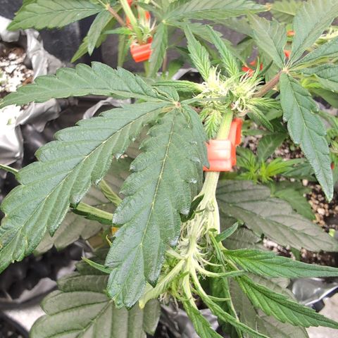 Donna- NH Nuclear Stardawg (74), 22% Sativa, 150g wet/29 dry growlog timeline photo