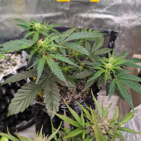 Donna- NH Nuclear Stardawg (74), 22% Sativa, 150g wet/29 dry growlog photo: What a beautiful morning greeting!