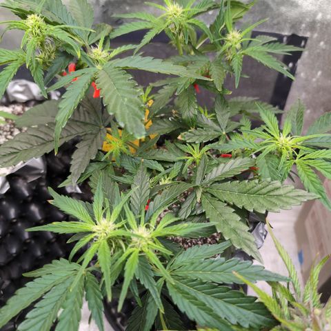 Donna- NH Nuclear Stardawg (74), 22% Sativa, 150g wet/29 dry growlog timeline photo