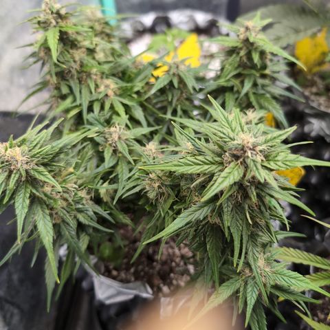 Anita-NH ATF (73), 13-27%, Sativa 149g wet/25g dry growlog photo: No change. She appears more sparkly!