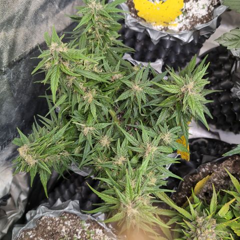 Anita-NH ATF (73), 13-27%, Sativa 149g wet/25g dry growlog timeline photo
