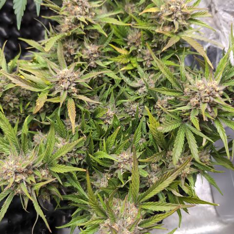 Frannie- BB Fat Bastard (90), Hybrid, 30-38%, 312 wet/57 dry growlog timeline photo