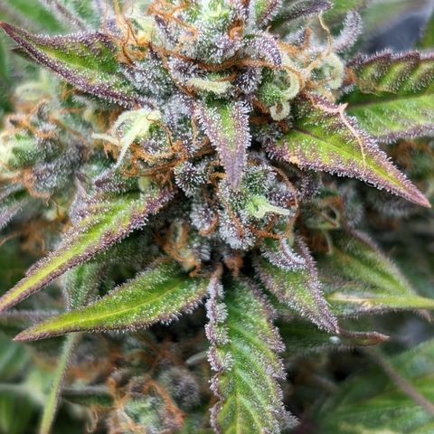 Frannie- BB Fat Bastard (90), Hybrid, 30-38%, 312 wet/57 dry growlog timeline photo