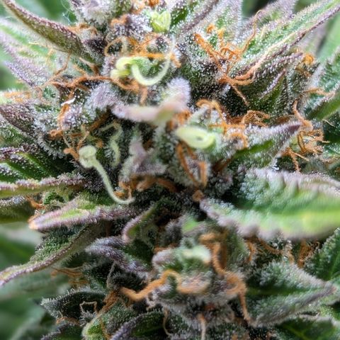 Frannie- BB Fat Bastard (90), Hybrid, 30-38%, 312 wet/57 dry growlog timeline photo