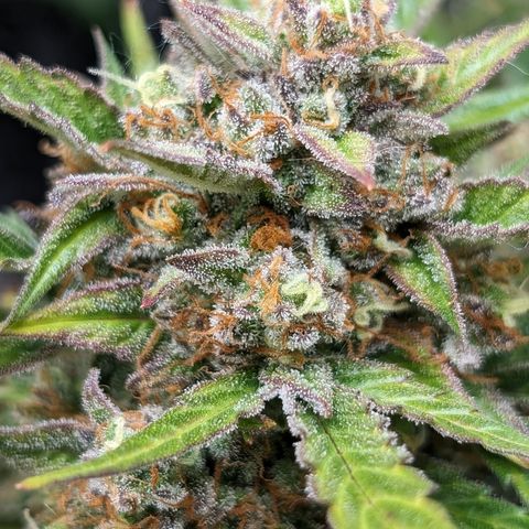Frannie- BB Fat Bastard (90), Hybrid, 30-38%, 312 wet/57 dry growlog timeline photo