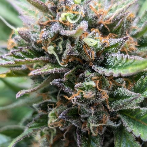 Frannie- BB Fat Bastard (90), Hybrid, 30-38%, 312 wet/57 dry growlog timeline photo