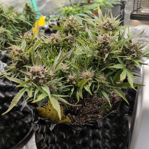 Frannie- BB Fat Bastard (90), Hybrid, 30-38%, 312 wet/57 dry growlog timeline photo
